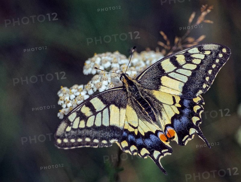 Papilio machaon, swallowtail, swallowtail, butterfly, insects, butterfly, butterflies