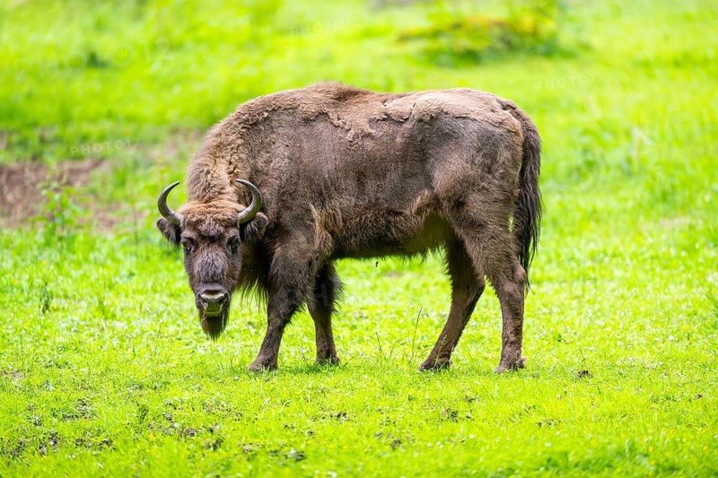 European bison (Bison bonasus) standing on a meadow in summer, Bavarian Forest, Germany