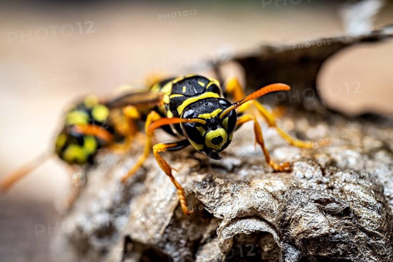 Close-up of two wasps on a nest, the insects' features are clearly visible. The field wasps on their abandoned nest near Herleshausen, Germany (Polistinae)