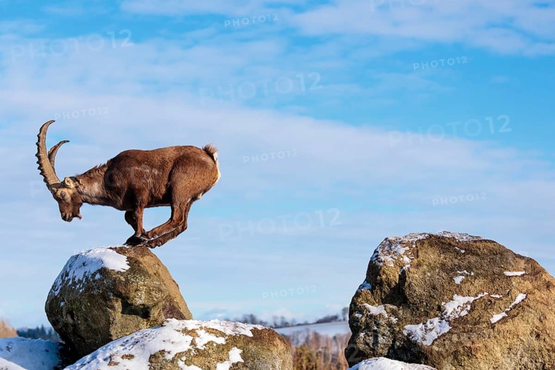 A male ibex (Capra ibex) jumps from rock to rock. Morning light against a blue sky with clouds. Carinthia, Austria