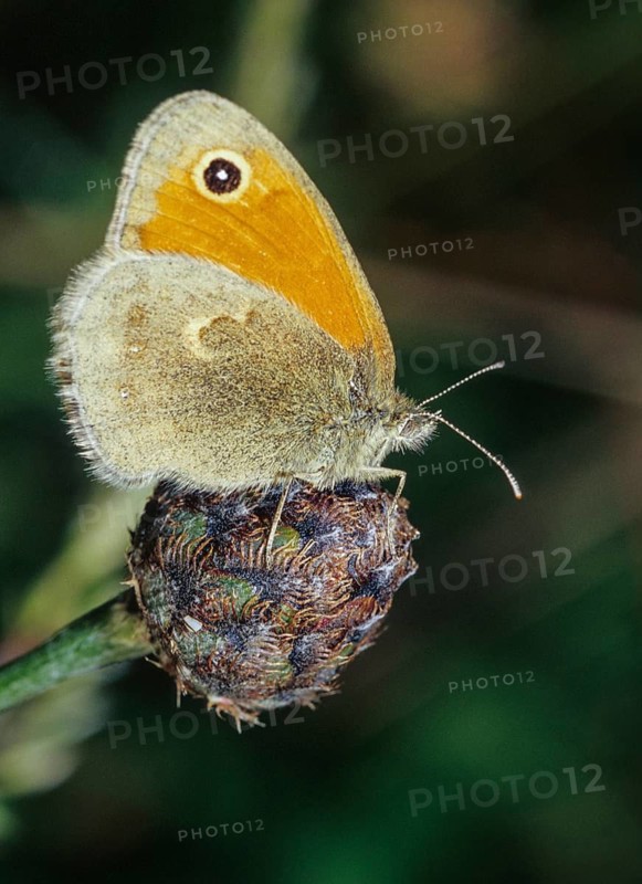 Coenonympha Pamphilus, common meadowbird, small heath, meadowbird, butterfly, high size, portrait format, insects, butterfly, butterflies