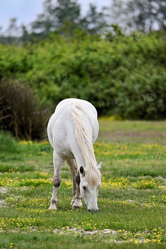 Camargue horse (Equus caballus), grazing in a meadow of yellow flowers in bloom, Saintes-Marie-de-la-Mer, Camargue, southern France, France