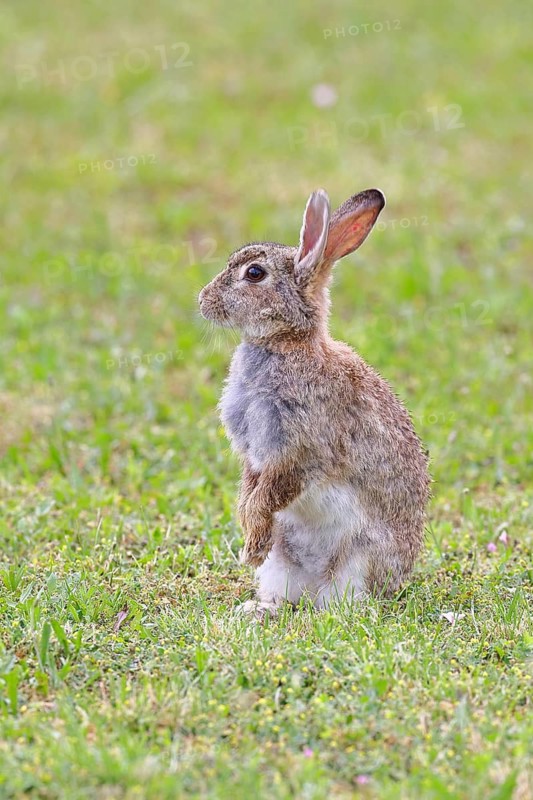 Wild rabbit (Oryctolagus cuniculus), sitting in a meadow, making mate, erect, fully grown, alert, wildlife, animals, rodent, Podersdorf, Lake Neusiedl-Seewinkel National Park, Burgenland, Austria