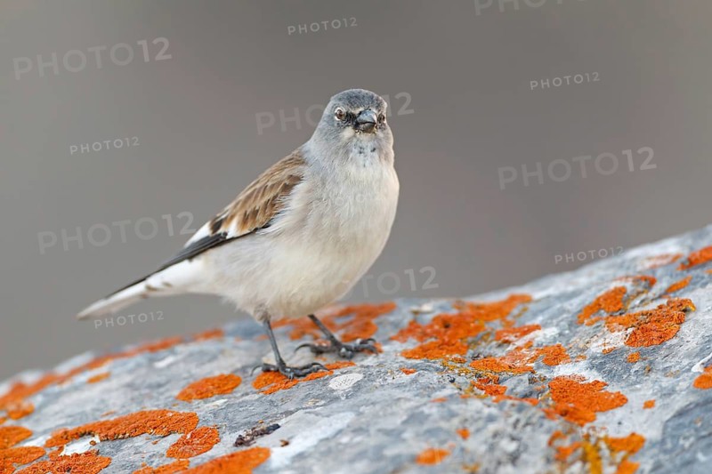 Snowfinch (Montifringilla nivalis), Valais, Switzerland