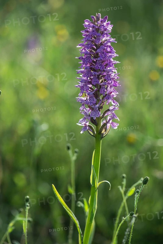 Moorland spotted orchid (Dactylorhiza maculata), Emsland, Lower Saxony, Germany