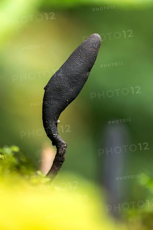 Dead Moll's fingers, long-handled maple wood club, long-handled wooden club, slender wooden club, Xylaria longipes, fungi, fungus, high size, portrait format, mushrooms