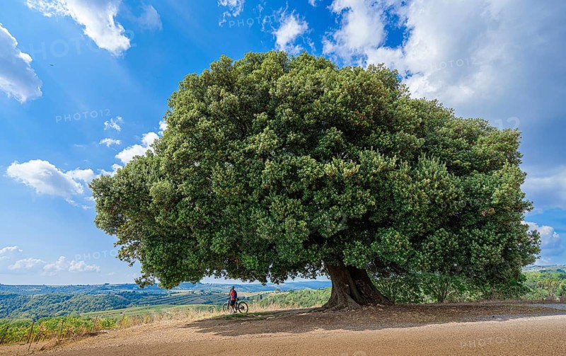 Woman resting during a mountain bike tour under a huge oak tree, Gaiole, Tuscany, Italy