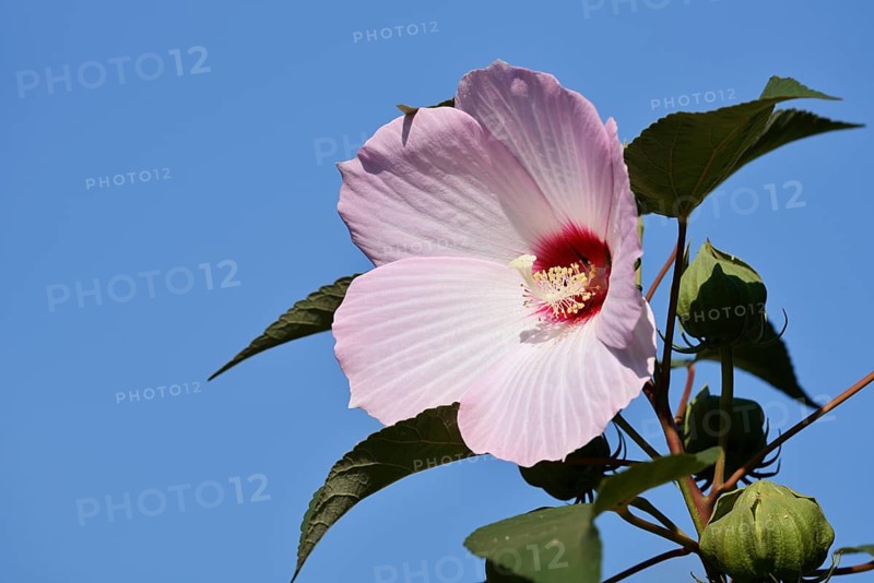 Rose mallow (Hibiscus laevis, Hibiscus militaris), flower, ornamental plant, North Rhine-Westphalia, Germany, native to North America