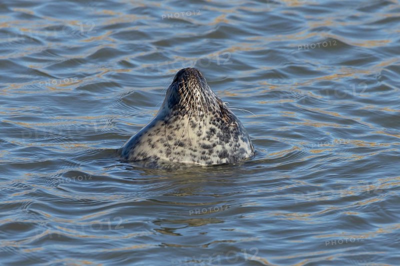 Atlantic grey seal (Halichoerus grypus) adult animal sleeping in the water of the sea, England, United Kingdom
