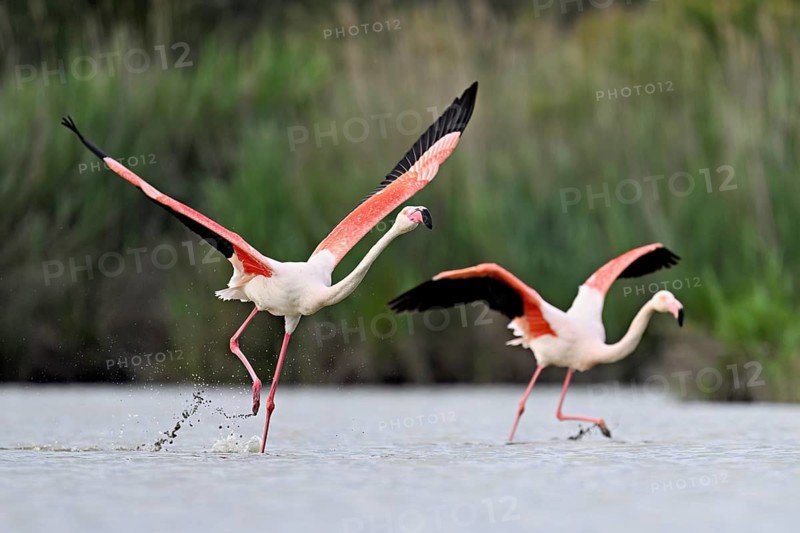 Two greater flamingos (Phoenicopterus roseus), taking departure, Camargue Regional Nature Park, southern France