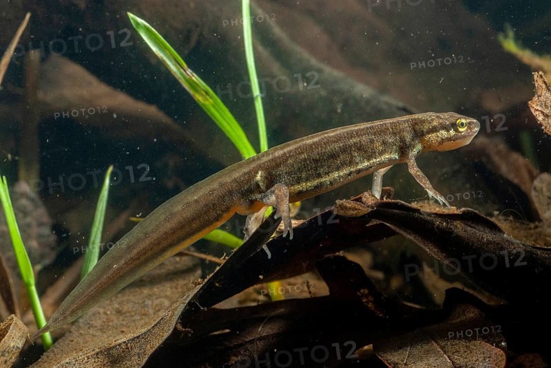 Lissotriton vulgaris meridionalis, Lissotriton vulgaris schreiberi, Schreiber's pond newt, smooth newt, pond newt spec., amphibians, caudata, female, amphibians, newts, tail amphibians, water newts, female