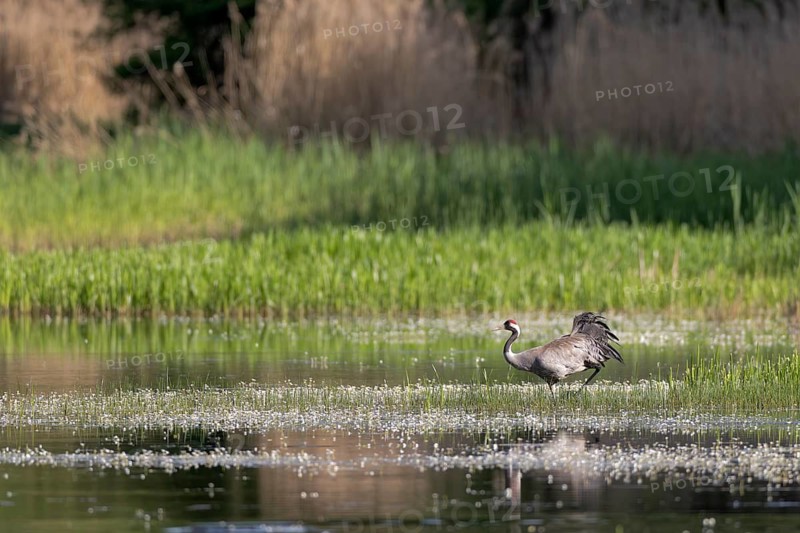 Crane (Grus grus) walking through a fish pond covered in water buttercups, Lusatia, Saxony, Germany