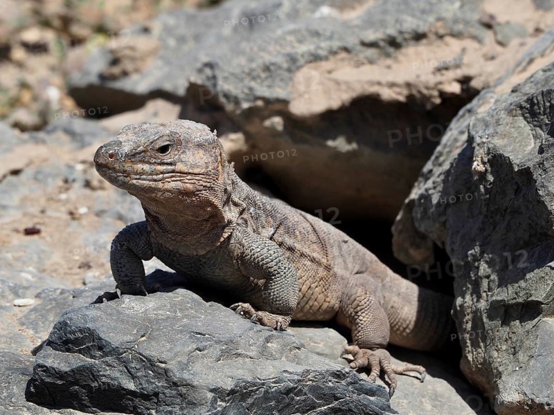 A Gran Canaria giant lizard (Gallotia stehlini) sits relaxed on a rock in sunny, rocky terrain, Gran Canaria, Spain