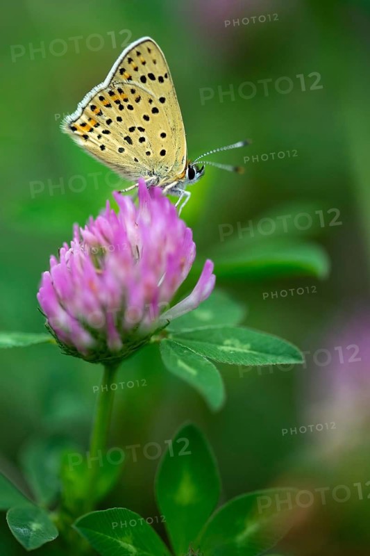 Brown moth, Lycaena tityrus, sulfur bird, sooty purple-edged copper, birds, butterfly, high size, portrait format, insects, butterfly, butterfly, butterflies