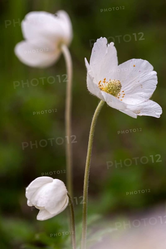 Anemone sylvestris, large anemone, buttercup family, ranunculaceae, forest anemone, anemone, anemone, flora, high size, portrait format, plants, snowdrop anemone, snowdrop windflower