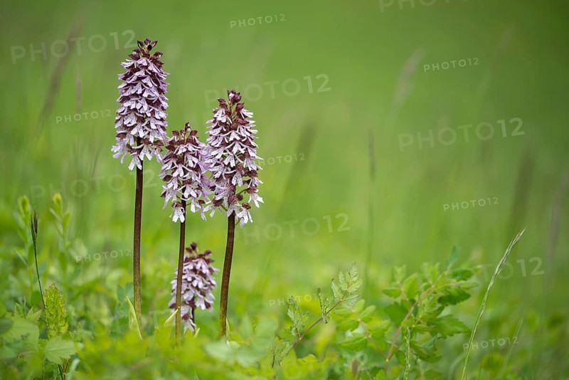 Lady Orchid, Orchidaceae, Orchids, Orchis Purpurea, Purple Orchid, Plants