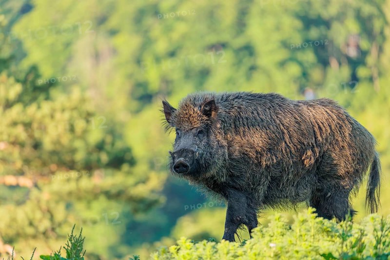 A male wild boar (Sus scrofa) stands on a mound in a green clearing on a sunny morning. Bavaria, Germany