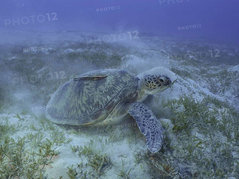 A green turtle (Chelonia mydas) rests on a grassy seabed at the Hausriff dive site, Mangrove Bay, El Quesir, Red Sea, Egypt