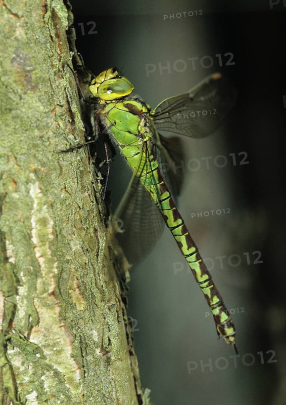 Aeshna Viridis, Green Hawker, Green Mosaic Maiden, Willow Emerald Damselfly, Anisoptera, Damselflies, Dragonflies, Female, High Size, Portrait Format, Insects, Leo, Dragonflies, Odonata, Female
