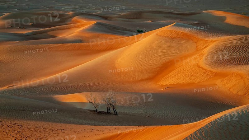 Sand dunes in the Rhub al Khali desert, empty quarter, largest sandy desert in the world, Oman