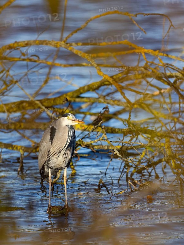 A gray heron stands on a water bank, Ümminger See, Bochum, Ruhrpott, North Rhine-Westphalia, Germany