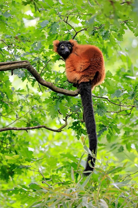 Red ruffed lemur (Varecia rubra), adult, on a tree, alert, Madagascar