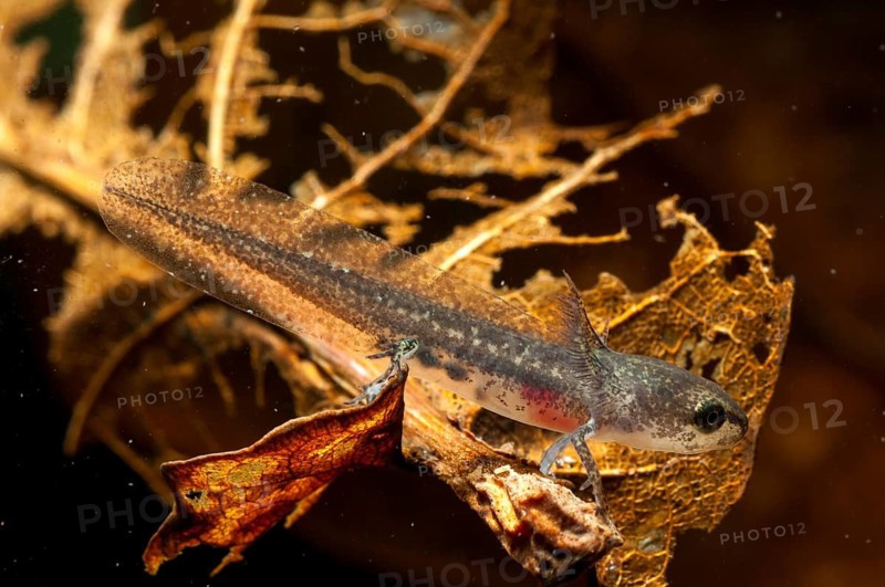 Threaded newt, Lissotriton helveticus, palmate newt, triturus helveticus, amphibians, amphibians, caudata, larva, amphibians, newts, tailed amphibians, water newts
