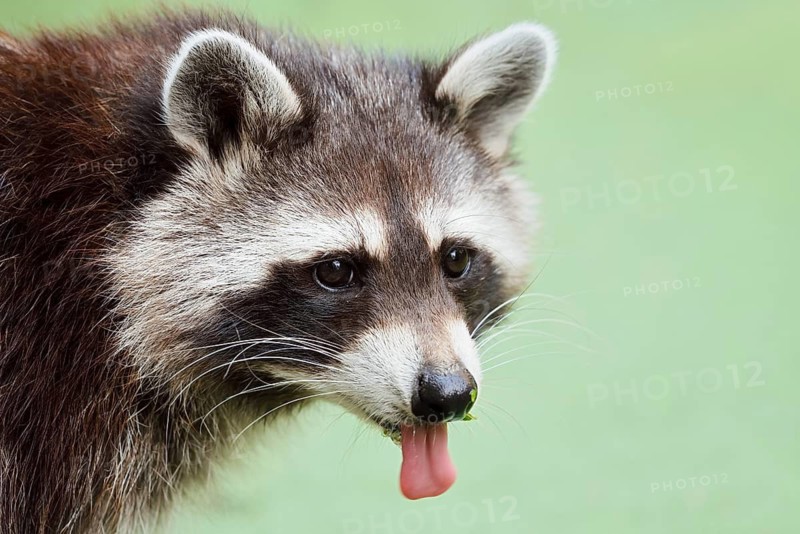 Raccoon (Procyon lotor) with its tongue sticking out, portrait, North Rhine-Westphalia, Germany, non-native species in Europe