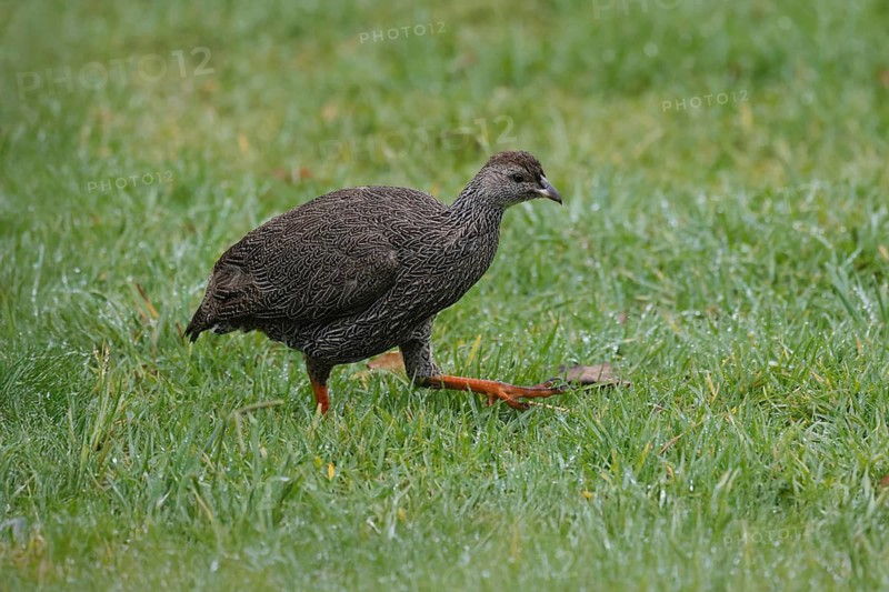 Cape Francolin (Pternistis capensis), adult, running, foraging, Karoo Desert Botanic Garden, Worcester, Western Cape, South Africa