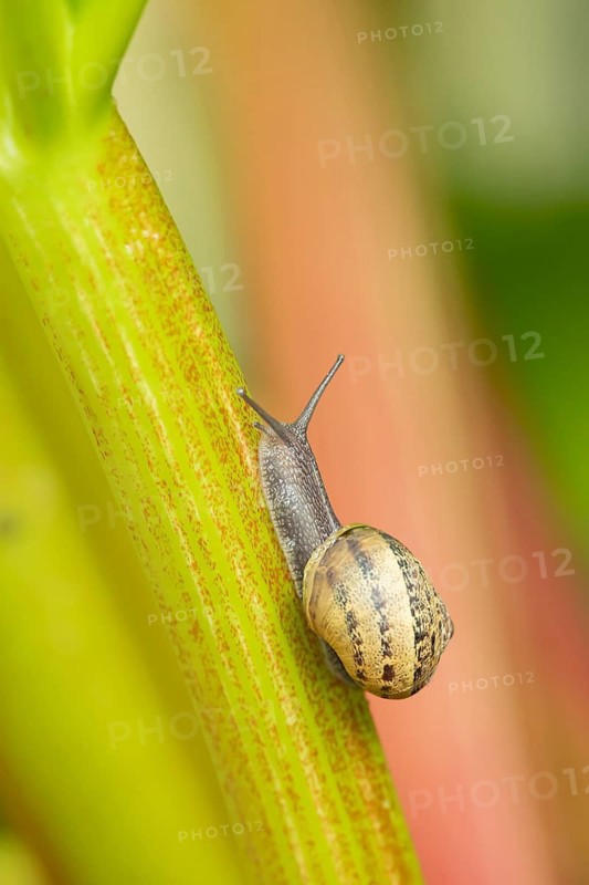 Garden snail (Cornu aspersum) adult mollusca on a garden Rhubarb vegetable plant stem in summer, Suffolk, England, United Kingdom