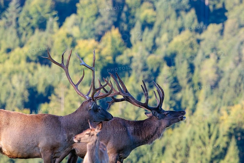 Two Altai maral stags (Cervus canadensis sibiricus) stand side by side in the early morning light on a green meadow. Southern Siberia, northwestern Mongolia, northern Xinjiang province of China