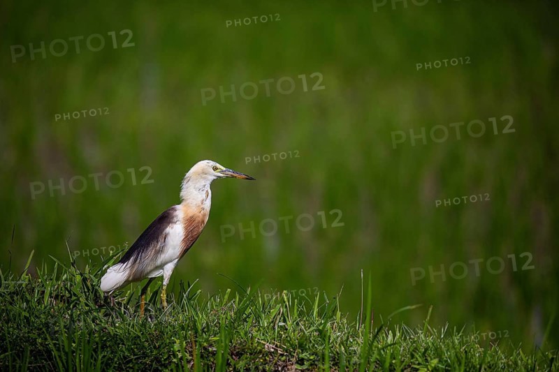 A single bird in a grassy, green rice field, a Cattle Egret (Ardeola ralloides) in a rice field, hunting, Indonesia, Bali