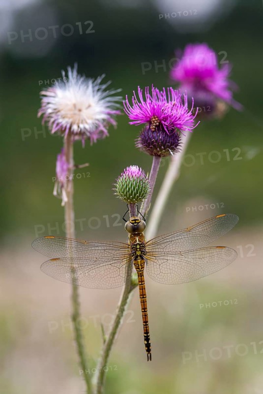 Aeshna affinis, blue-eyed hawker, southern migrant hawker, southern mosaic maid, anisoptera, damselflies, dragonflies, female, Greece, high size, portrait format, insects, leo, dragonflies, odonata, female