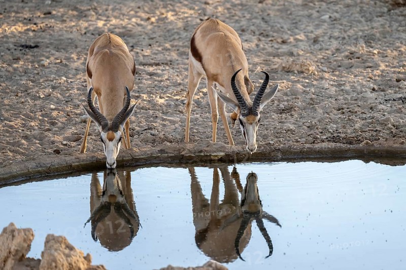 Kalahari springbok (Antidorcas hofmeyri) at a waterhole, South Africa