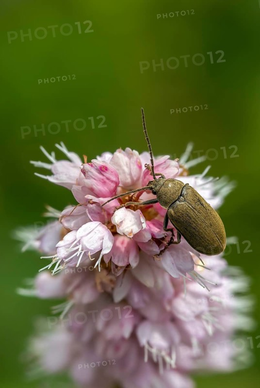 Hairy soft-bog beetle, dascillidae, dascillus cervinus, soft-bog beetle, orchid beetle, beetle, coleoptera, high size, portrait format, insects, beetles