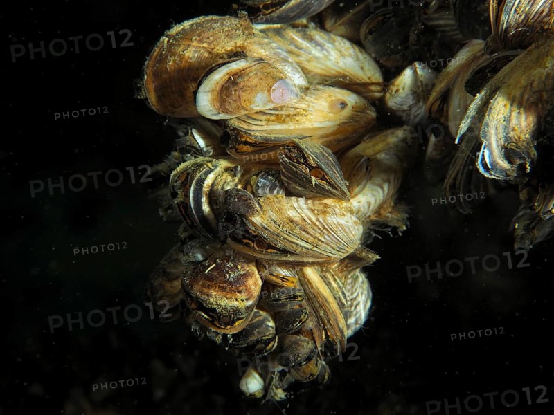 Quagga triangle mussels (Dreissena rostriformis bugensis), invasive species, crowded together in a cluster, Wildsau dive site, Berlingen, Lake Constance, Switzerland, Germany