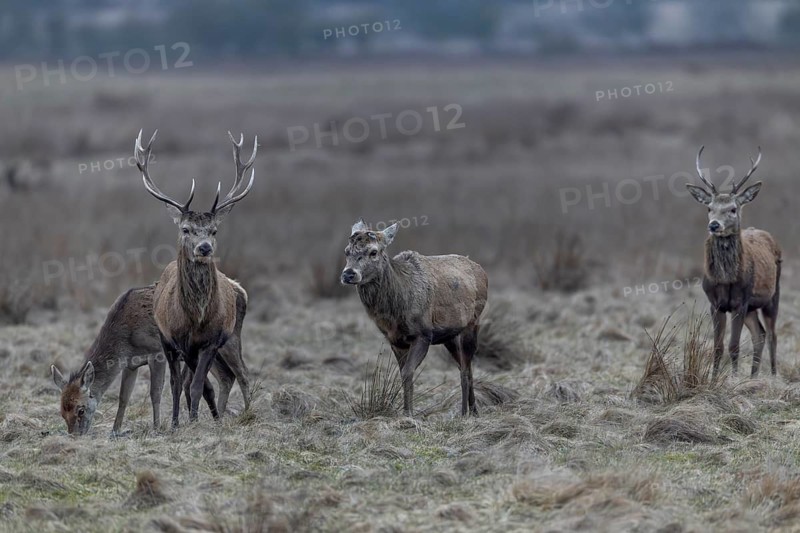 The red deer (Cervus elaphus) with antlers follows its older counterpart, who has already shed his antlers, in a threatening manner, threatening, pursuing, rutting season, antler shedding, March, Denmark