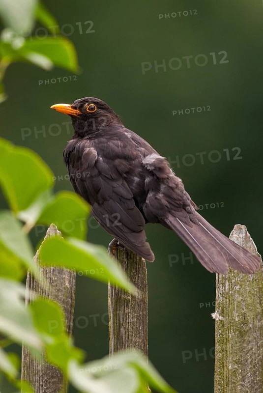 Blackbird, Turdus Merula, Birds, Garden, Garden Fence, Garden Fence, High Size, Portrait, Male, Passeri, Songbirds, Thrush, Birds