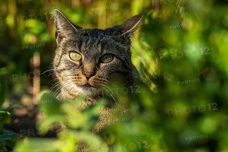 Carnivora, Felis silvestris forma catus, domestic cat, predators, cat, domesticated animals, pet, cat, mammals, raptors, mammals, mammals
