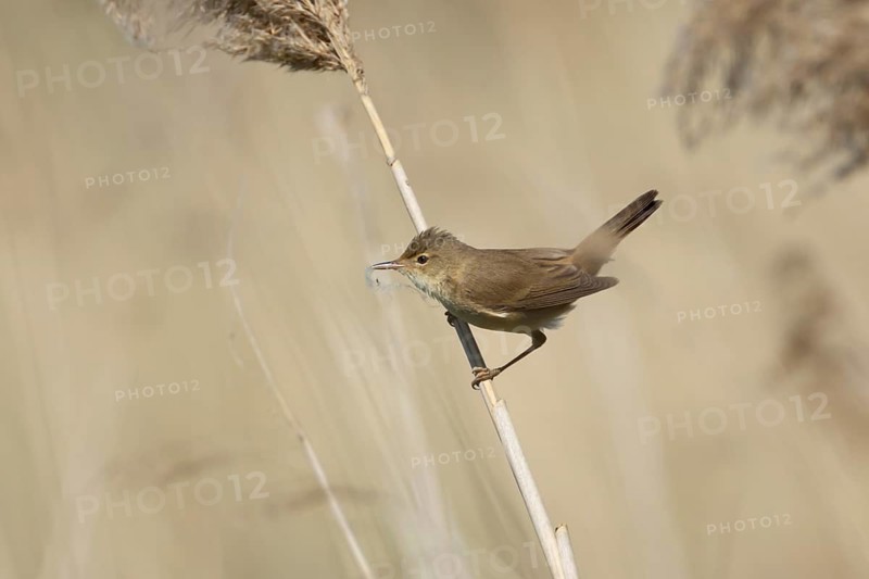 Reed warbler (Acrocephalus scirpaceus) adult bird with nesting material in its beak on a reed stem in spring, England, United Kingdom