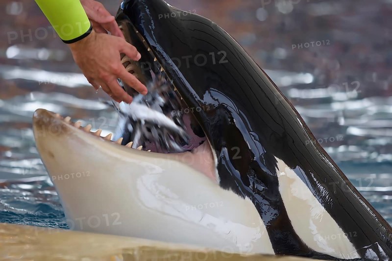 An interaction between an orca with open mouth and a trainer's hand at the edge of the pool, orcas (Orcinus orca), orca show, whales, killer whales, animal show, Loro Parque, Puerto de la Cruz, Tenerife, Canary Islands, Spain