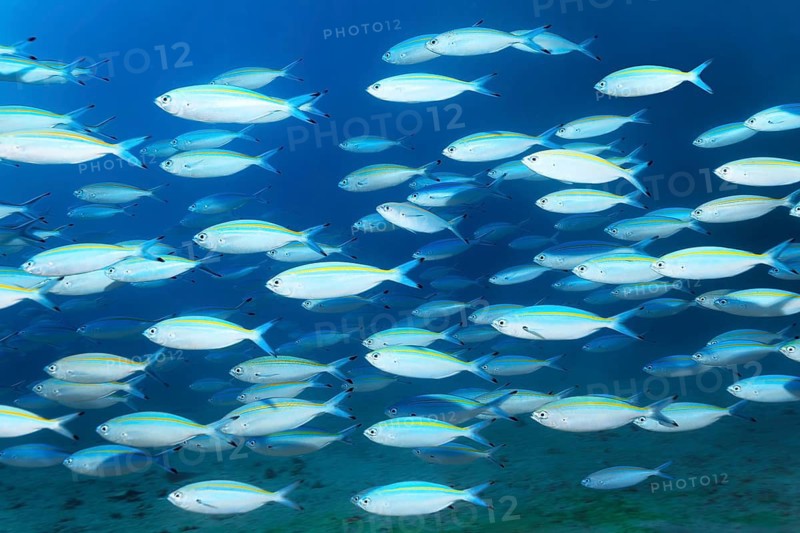 Shoal of golden-striped fusiliers (Pterocaesio chrysozona) swimming in the open sea, Red Sea, Makadi Bay, Port Safaga, Egypt