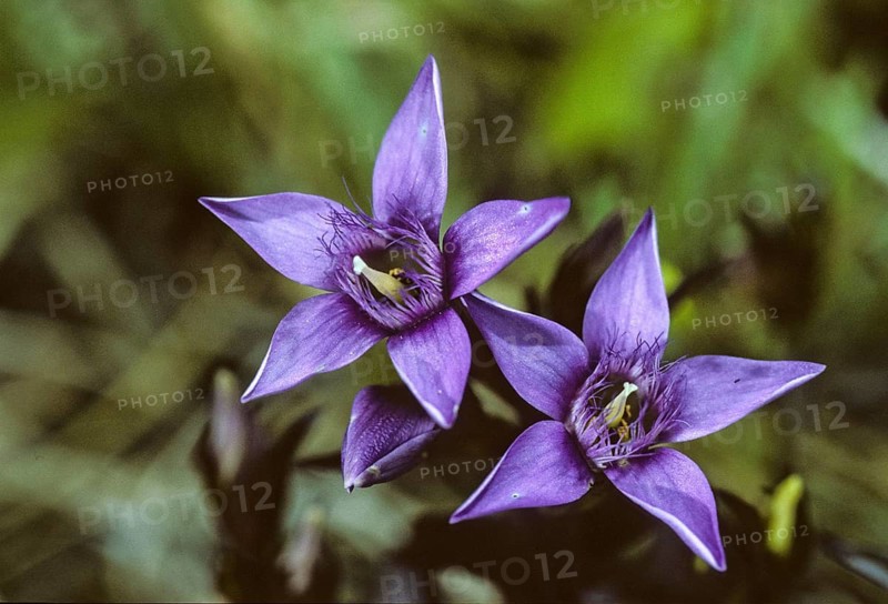 Chiltern gentia, German fringe gentian, gentian plants, gentianaceae, gentianella germanica, German gentian, gentian, flora, plants, plants