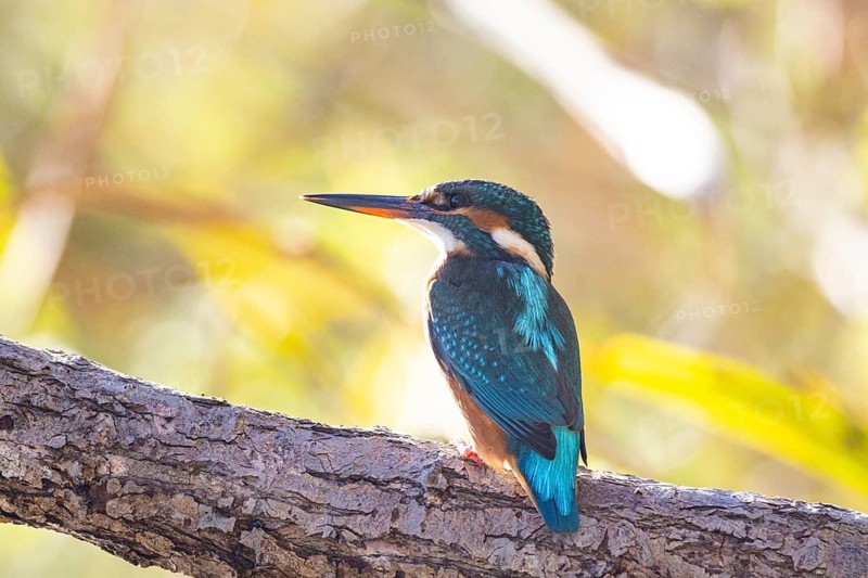 Kingfisher (Alcedo atthis) wbl Germany