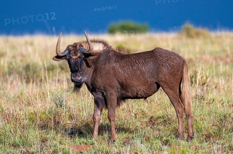 White-tailed wildebeest (Connochaetes gnou), adult, Mountain Zebra National Park, Eastern Cape, South Africa