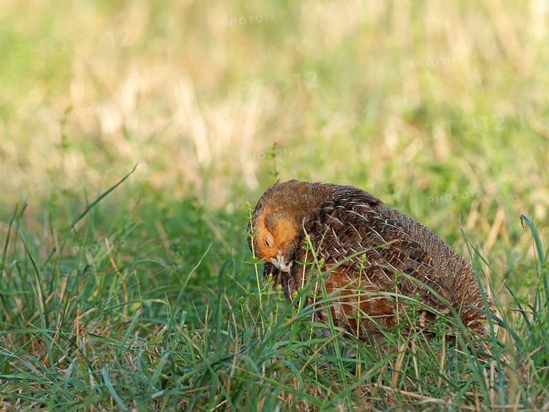 A partridge (Perdix perdix) preening its plumage in a meadow, Solms, Hesse, Germany