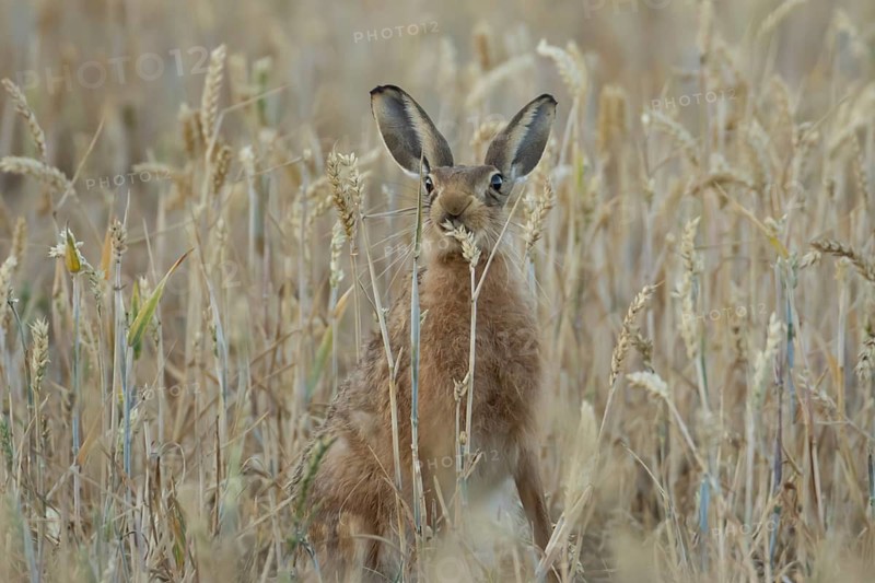 European brown hare (Lepus europaeus) adult animal feeding on a wheat sheath in a farmland field in summer, England, United Kingdom