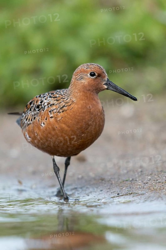 Calidris Canutus, Knot, Knutt, Coastal Sandpiper, Red Knot, Birds, Breeding Plumage, Breeding Dress, Charadriiformes, High Size, Portrait, Limicoles, Scolopacidae, Birds, Waders, Waders