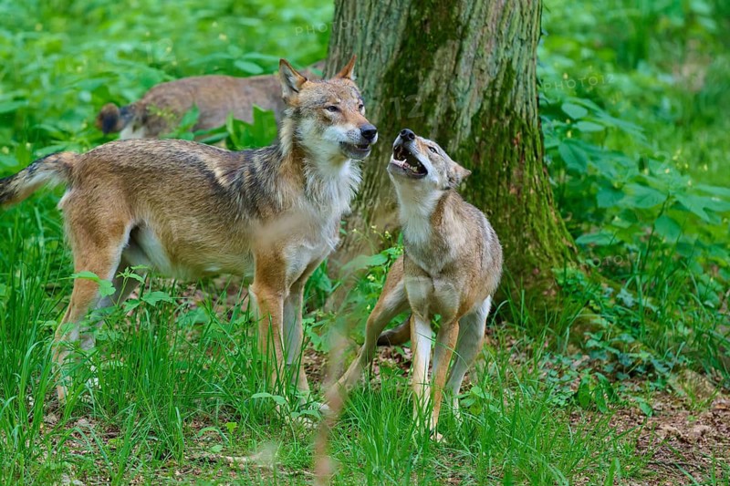 Two wolves interact peacefully next to a tree in the forest, summer, wolf (Canis lupus), Germany