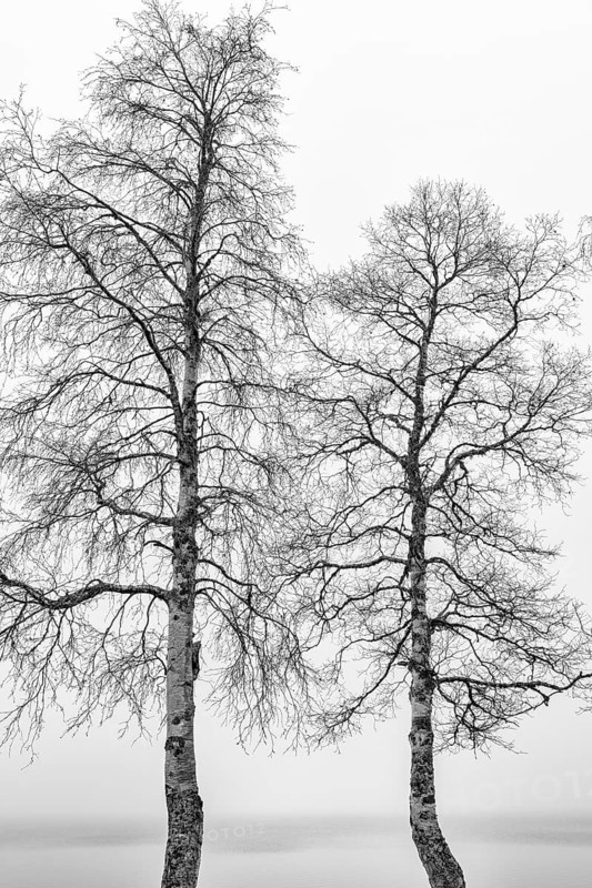 Birch trees in fog, Gällivare, Norrbotten, Lapland, Sweden, October 2020